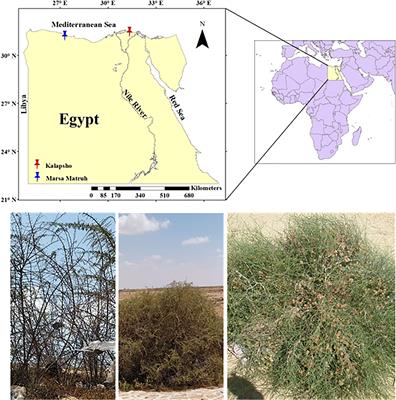 Wood anatomy and dendrochronological potentiality of some woody shrubs from the southern Mediterranean coast in Egypt